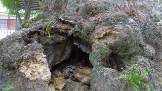 多田神社のムクロジ 兵庫県川西市多田院多田所町 兵庫の巨樹