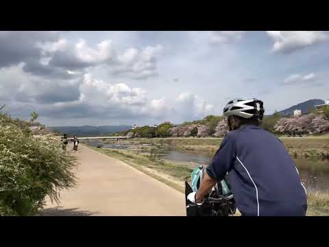 京都をウロウロ❣️   鴨川・自転車道を二条通〜北山通間をお花見🌸ポタリング　Apr' ２／２０２３