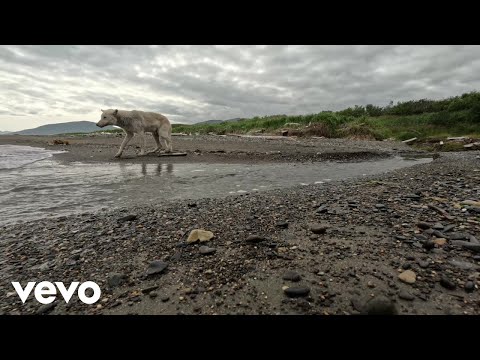 Wolf on Beach at Katmai National Park (From "National Geographic Soundscapes: National Parks USA")