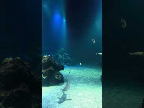 One minute of Ocean - Sharks and exotic fishes #aquarium #sweden #nordic #tropical