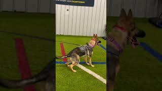 Dog Training: NC K-9 Training Academy #germanshepherd #shepherdlife