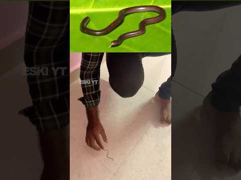 Smallest Snake on Earth 🐍 | Blind Snake | Awareness!