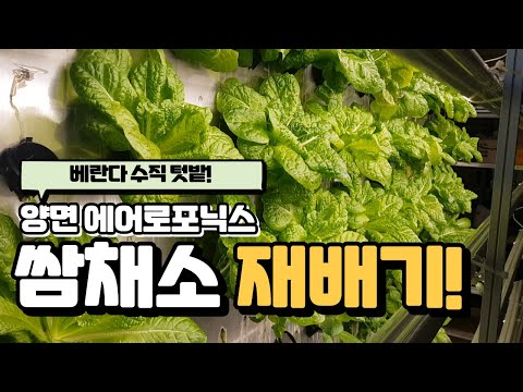 [수경재배] 베란다 텃밭? 가정용 양면 채소재배기!