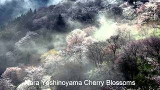 Japan Travel: Yoshinoyama cherry blossoms best known hanami spot, Nara46