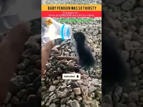 Thirsty Baby Penguin.. #trend #trending #penguin #babypenguin #feed #animallover #animals #help