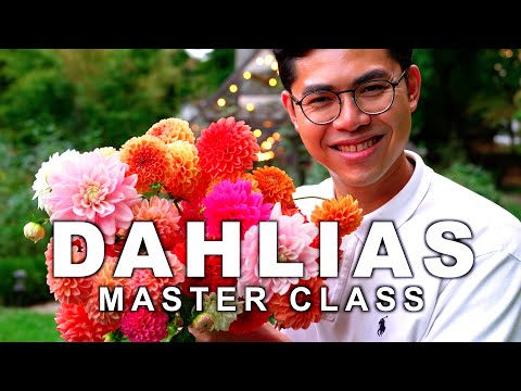 How to Grow Dahlias for Best Cut Flowers, Easy Guide for Beginners