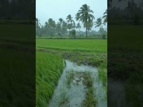 Beautiful Rain Walk in Paddy Field #asmr #relax #sleep #beautifulrain  #indianvillage