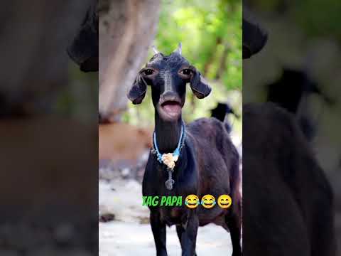 Tag Papa Name Wali Funny 🤣😂 Video || Shahab Khan Vloger || #comedy #funny #viral #shortfeed