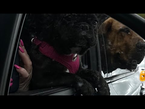 Guapo y Chispa disfrutando de la vida: Mastín Español y Bulldog Francés 🇪🇸🇫🇷