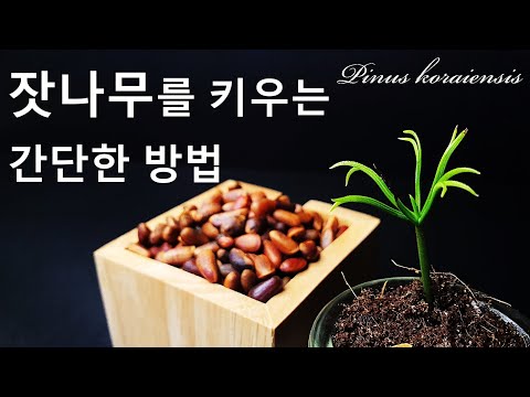 잣나무를 키우는 간단한 방법｜잣 싹틔우기｜잣나무 씨앗 발아｜한국 고유의 소나무 잣나무 키우기｜코리안 파인｜How to grow #79 Korean Pine