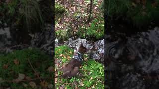 Happy and tired Lapponian Herder puppy