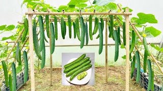 Cucumber Pots: The Ultimate Container Gardening Guide