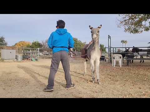 Working with Sancho with jingle bells