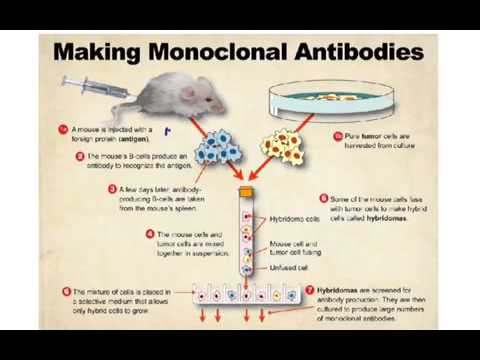 Monoclonal Antibodies