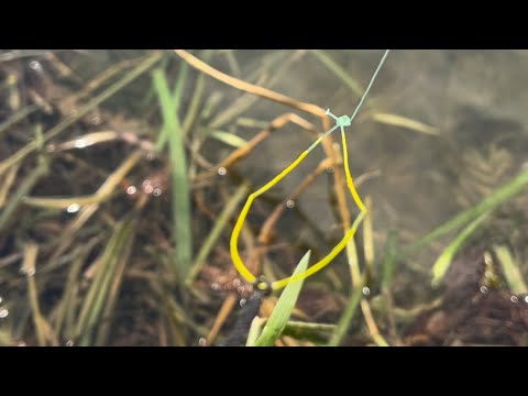 Hook fishing in river|| fishing tips beginners|| traditional fishing techniques |singhshilar