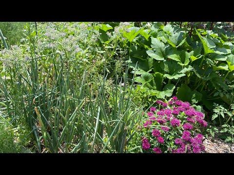 Garden Harvest After 7 Day Vacation! | Back To Eden Method | Neglected Garden