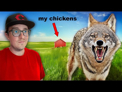 I Hunted The Coyote That Killed My Chickens