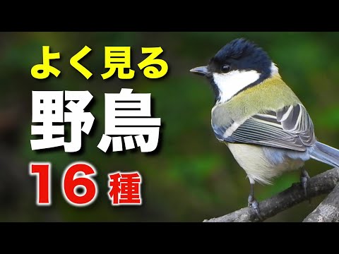 よく見る野鳥を16種類ほど詳しく解説！【初心者向け・鳴き声つき】