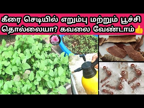 கீரை செடியில் எறும்பு மற்றும் பூச்சி தொல்லைக்கு நல்ல தீர்வு/How to control Ants and Insect in garden