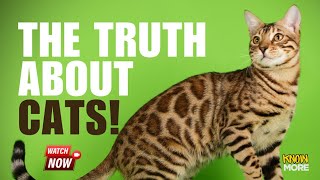 CATS Exposed: The Secrets You Need to Know NOW!🐱🐾