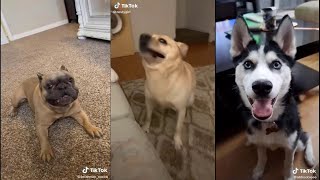 Does anyone elses dog get the zoomies and go crazy | TikTok