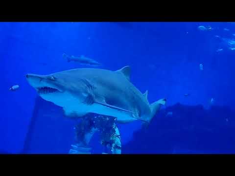 Scuba diving experience of Polo Chen swimming with sharks @Nanchang aquarium( Aug-2022)