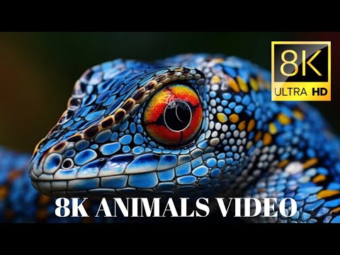 Ultimate Wild Animals Collection in 8K ULTRA HD