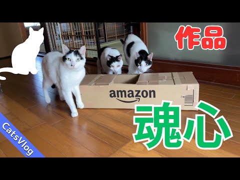 【ネコログ】魂心の作品「猫さんたち遊んでくれない！」 #Vlog #猫動画 #可愛い猫 #保護猫