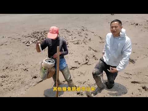 【阿向趕海】灘塗挖美食 阿向：看你往哪跑 鰻魚：你不知道我是打洞狂魔嗎？