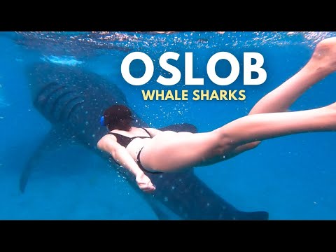 Experiencing the Best of Oslob Philippines | Whale Sharks, Waterfalls & Islands!