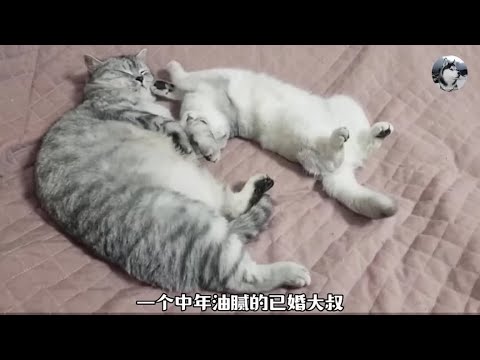 渣猫“爱上”妻子闺蜜，还沾花惹草流浪猫，主人：没收作案工具