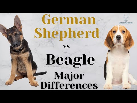 German Shepherd vs Beagle: Major Differences