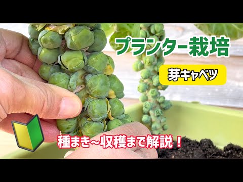 【野菜】芽キャベツのプランター栽培