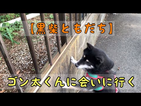 【黒柴・保護犬＃67】黒柴ともだちのゴン太くんに会いに行く