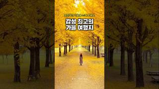 서울 근교 최고의 가을 여행지 | 10월 가볼만한곳, 은행나무 단풍, 단풍명소,강천섬 은행나무길 #국내여행 #강천섬