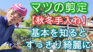 【マツ(松)の剪定】秋冬の手入れですっきり美しい樹姿になる(2023年10月)🤲✨