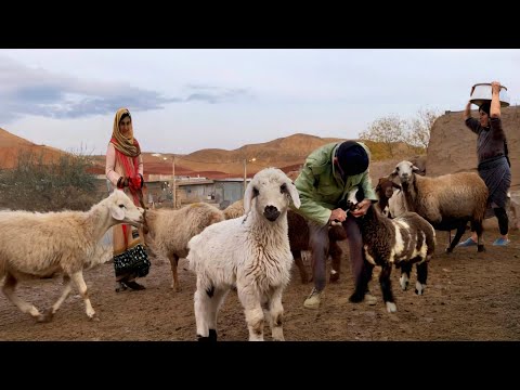 Life in a 1000-Year-Old Village: A Rural Family’s Winter Battle to Protect Their Herds | vaccination