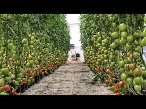 Increase my Production in Tomato, techniques and Nutrients.