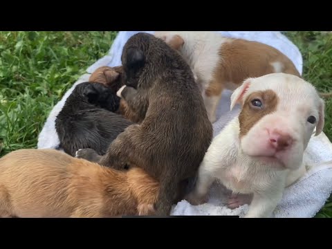 Puppy bath time and first time exploring outside! 2 different litters here!