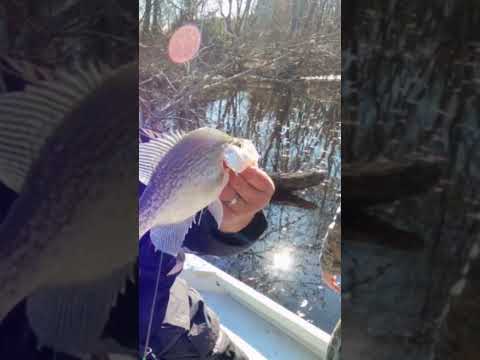 What's the SECRET to Catching Crappie in the River?