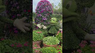 mickey and minnie garden topiary flower and garden festival disney epcot #flowerandgardenfestival