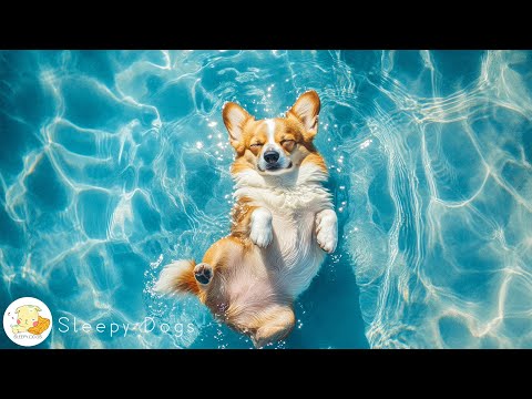 Relaxing Music For Dog 🐶🎼 Best Spring Piano Music for Dogs – Perfect for Stress Relief! 🌷🎶