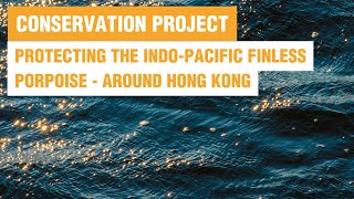 Indo-Pacific finless porpoise - Hong Kong | Whale and Dolphin Conservation