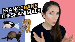 France Animal Ban 2020 - Is it good for animal welfare or not?