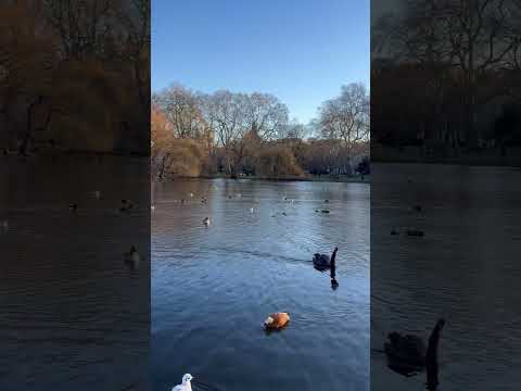 St James Park London #shortvideo #birds