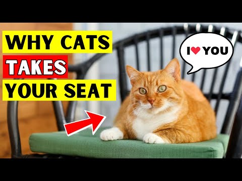 If Cat Takes Your Seat, They are Telling You This!