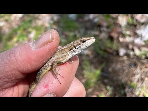 【里山のいきもの】ニホンカナヘビがいたので観察しました/Takydromus tachydromoides was present and observed