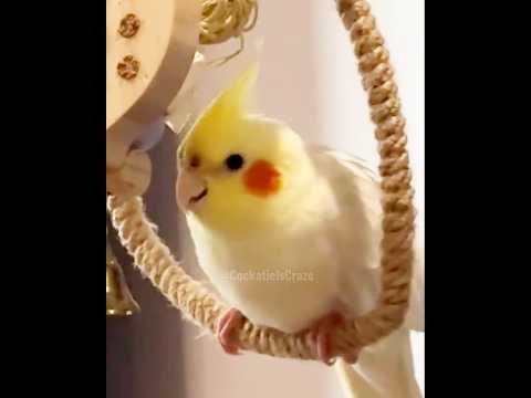 Cuteness 👆🥰#cockatielscraze #cutepets