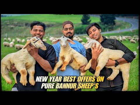 Pure bannur sheep's in Bangalore at wholesale prices and special new year offer for our subscribers