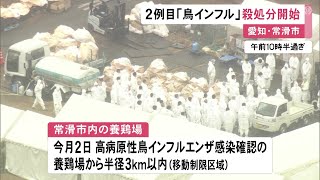 ニワトリ約12万羽の殺処分進む…愛知県常滑市の養鶏場で高病原性疑いの鳥インフルエンザ確認 今季2例目